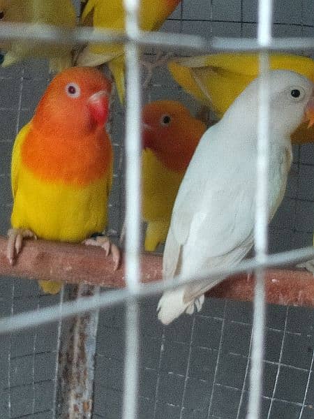 some lovebird looking new home 4