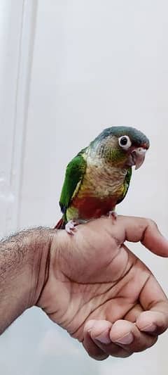 Conure Hand Tame Yellow Sided
