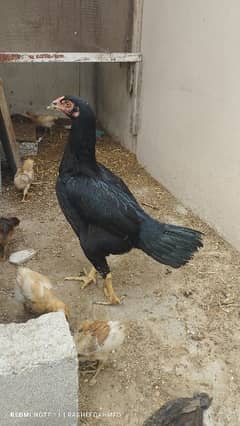 Hen with chicks, cages and Lutino