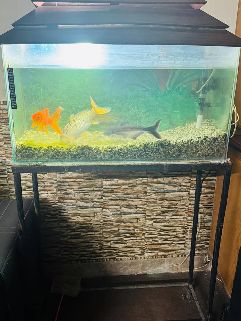 Fish Tank for Sale ASAP 6