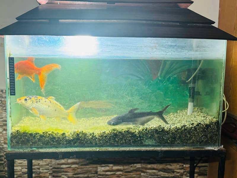 Fish Tank for Sale ASAP 7
