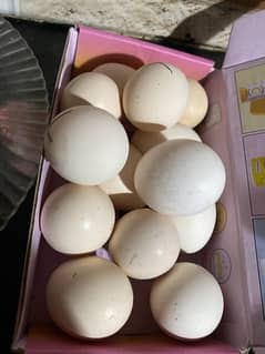 Aseel Heera Egg