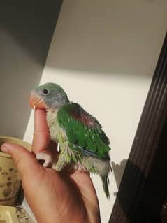 Raw Parrot chick 0