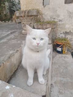 White Persian Female Cat.