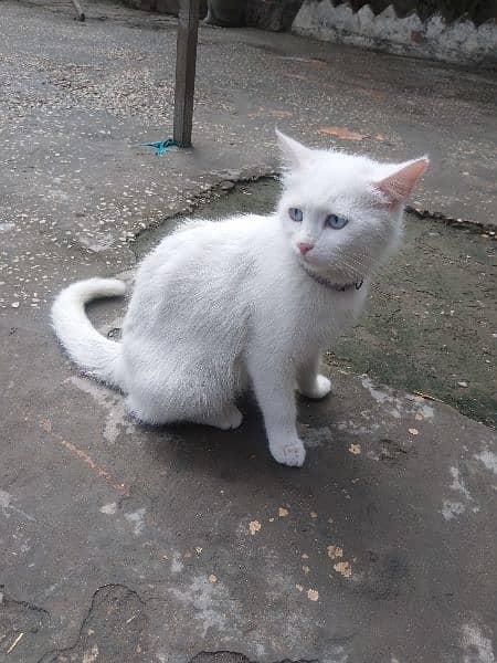 White Persian Female Cat. 1