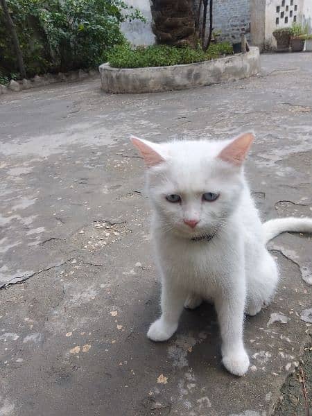 White Persian Female Cat. 2