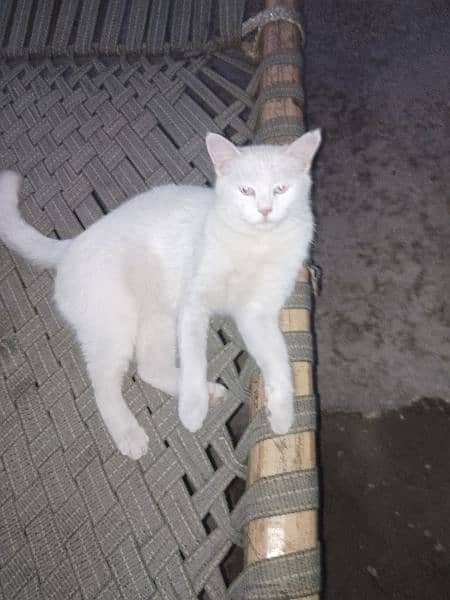 White Persian Female Cat. 3