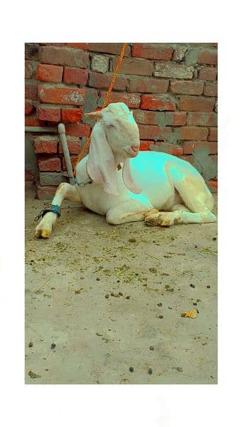 Rajanpuri Gulabi male breeder for sale 0