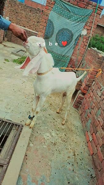 Rajanpuri Gulabi male breeder for sale 1