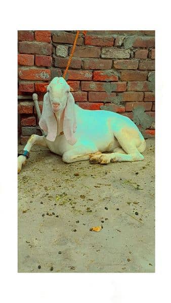 Rajanpuri Gulabi male breeder for sale 2