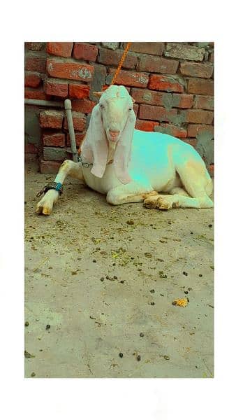 Rajanpuri Gulabi male breeder for sale 3