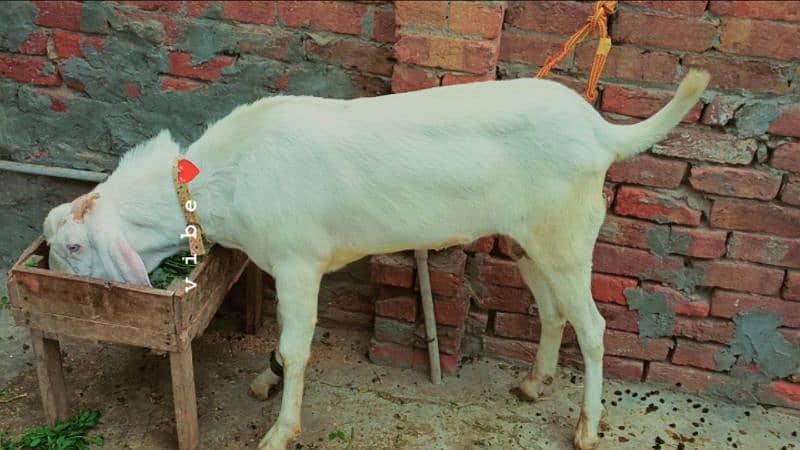 Rajanpuri Gulabi male breeder for sale 6