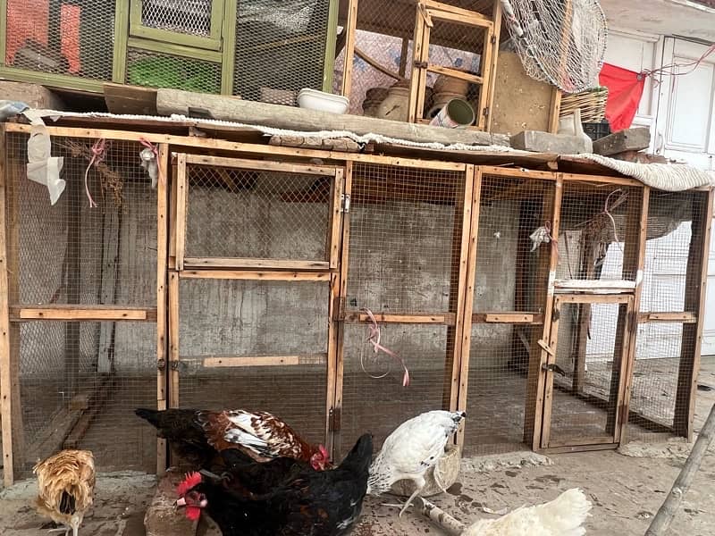 Birds hens parrots pegions murghia totay kabootar cages pinjra 5