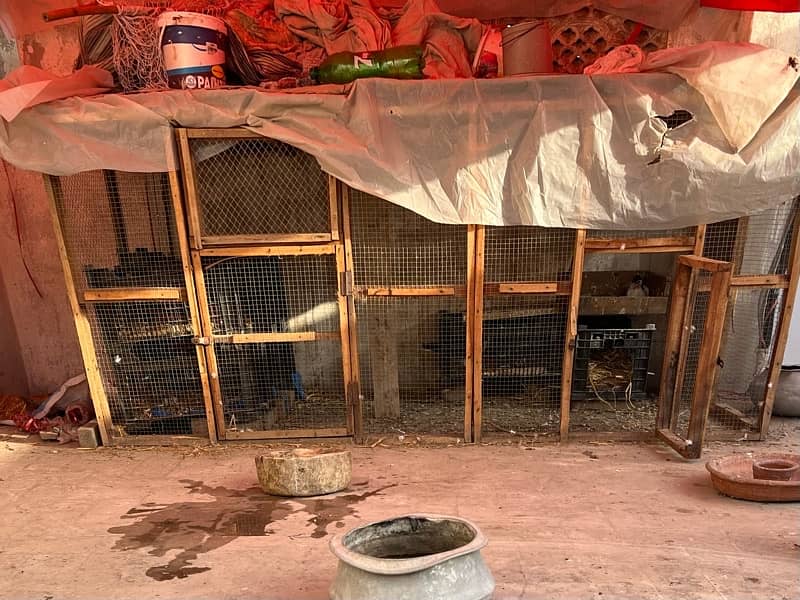 Birds hens parrots pegions murghia totay kabootar cages pinjra 6
