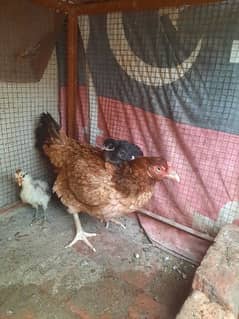 healthy and active hen with 3 children