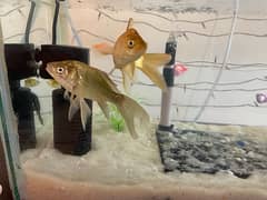 fish aquarium with fish 0