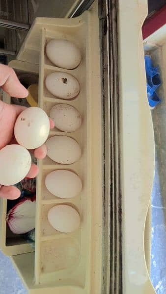 بطخ میل فی میل صحت مند جوڑا انڈے دیتی ہے 3