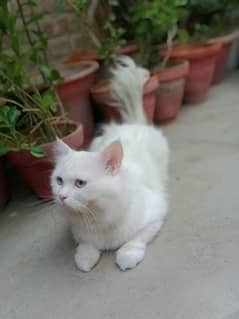 blue eyes Persian cat 0