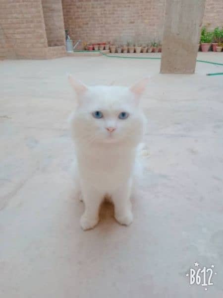 blue eyes Persian cat 1