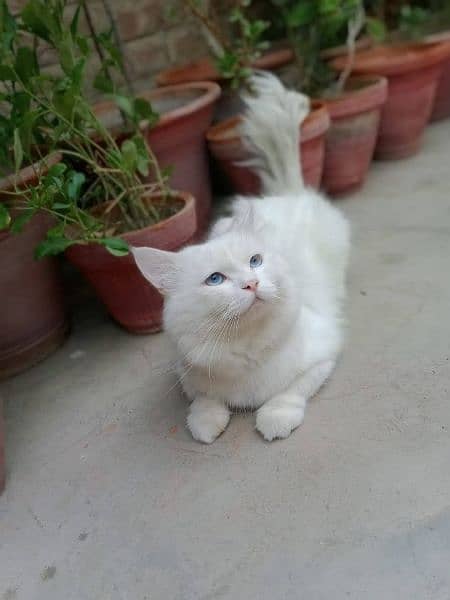 blue eyes Persian cat 3