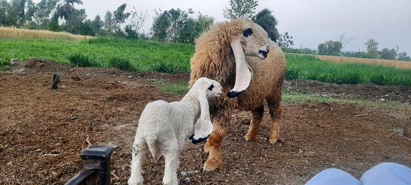 KAJLI SHEEP WITH LAMB 1