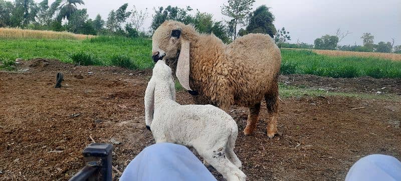 KAJLI SHEEP WITH LAMB 2