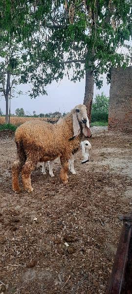 KAJLI SHEEP WITH LAMB 4