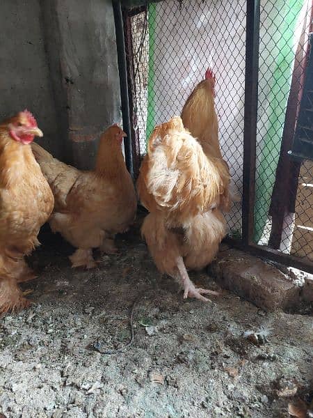 Golden young pair available 3
