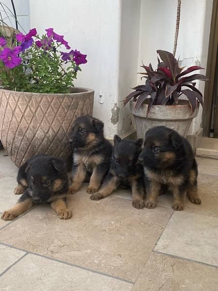 German Shepherd Pups for sale 3