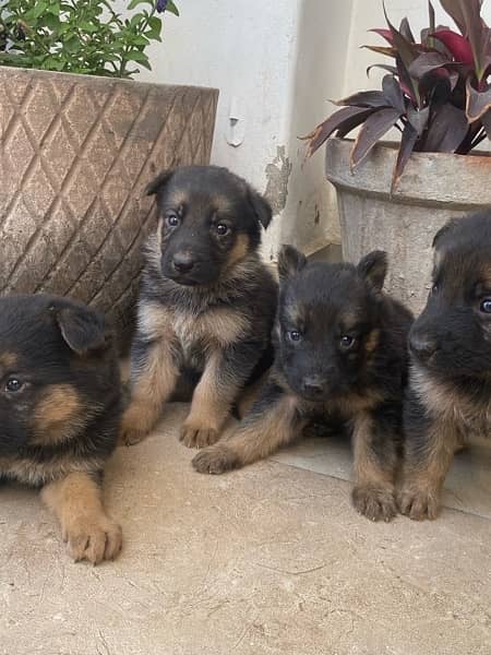 German Shepherd Pups for sale 5