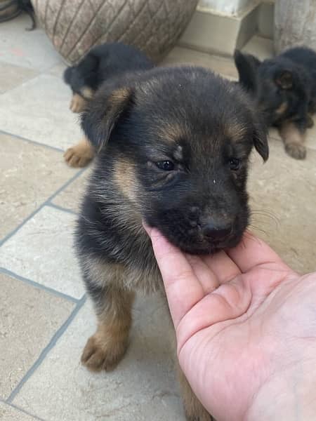 German Shepherd Pups for sale 6