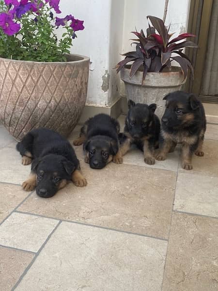 German Shepherd Pups for sale 9