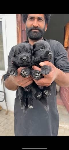 Black GSD, Black/Tan Puppies German Shepherd