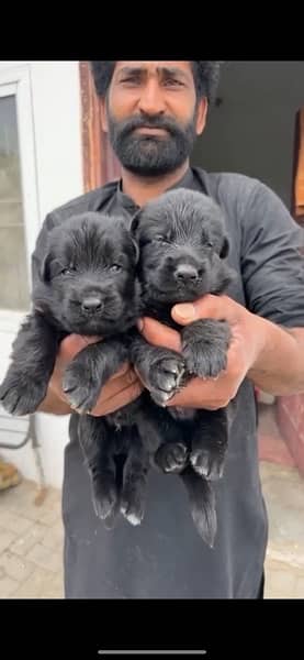 Black GSD, Black/Tan Puppies German Shepherd 1