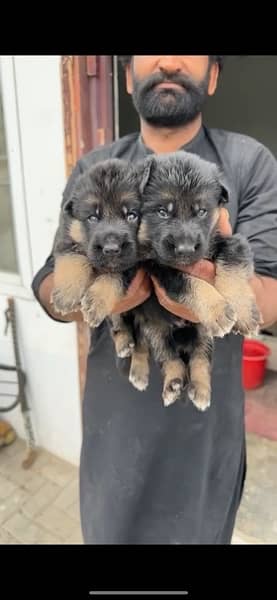 Black GSD, Black/Tan Puppies German Shepherd 3