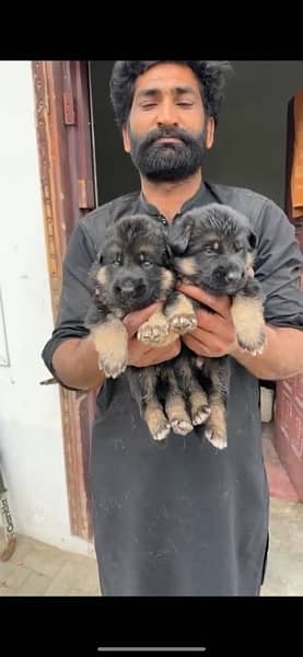Black GSD, Black/Tan Puppies German Shepherd 4