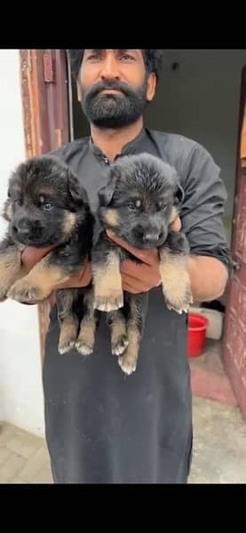 Black GSD, Black/Tan Puppies German Shepherd 5