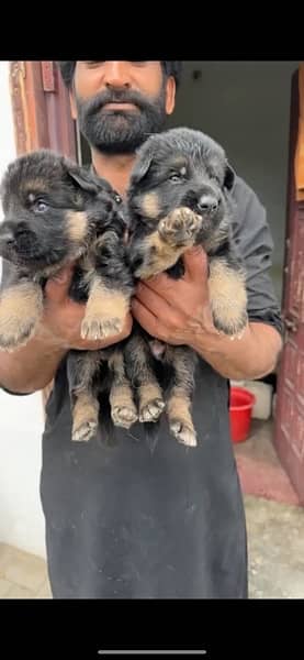 Black GSD, Black/Tan Puppies German Shepherd 9