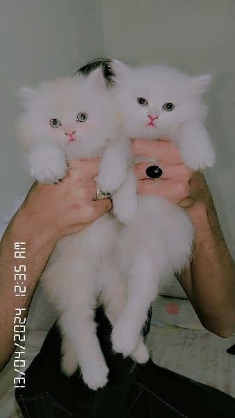 percian cat for sale 10000 per piece brown male white female 1