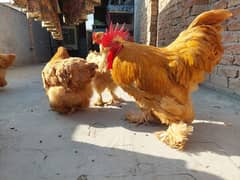 Golden young pair available