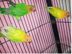 Green fisher and yellow fisher bonded pair