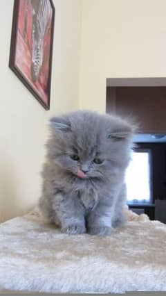 Grey Fluffy Persian Kittens Pair 0