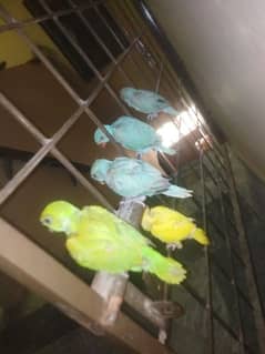 blue yellow Rn birds baby
