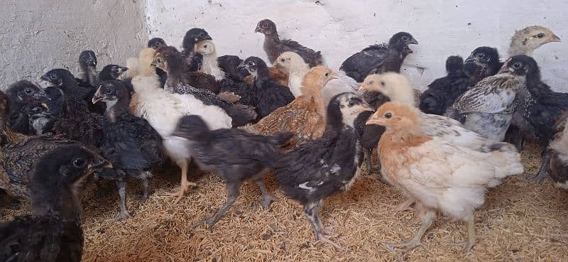 Highline Austerlap Silver Golden 1 to 45 day old chick 5