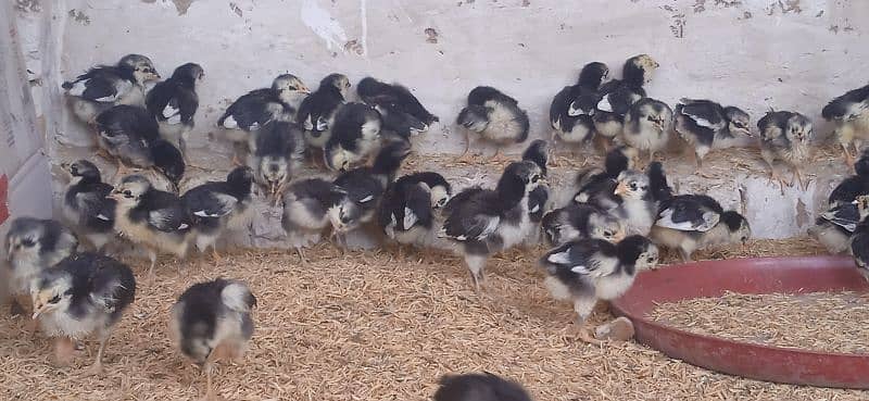 Highline Austerlap Silver Golden 1 to 45 day old chick 9