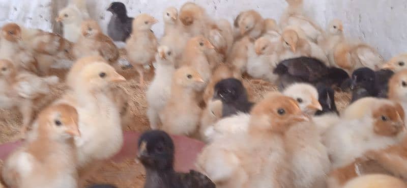 Highline Austerlap Silver Golden 1 to 45 day old chick 14