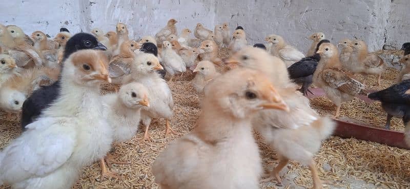 Highline Austerlap Silver Golden 1 to 45 day old chick 15