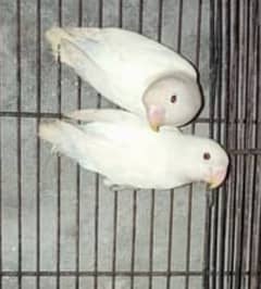 Albino Red Eyes Split Breeder Pair