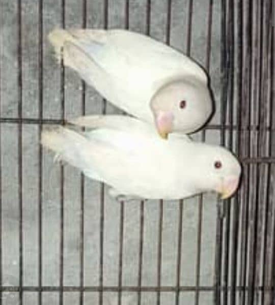 Albino Red Eyes Split Breeder Pair 0