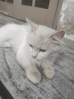 White Cat for sale